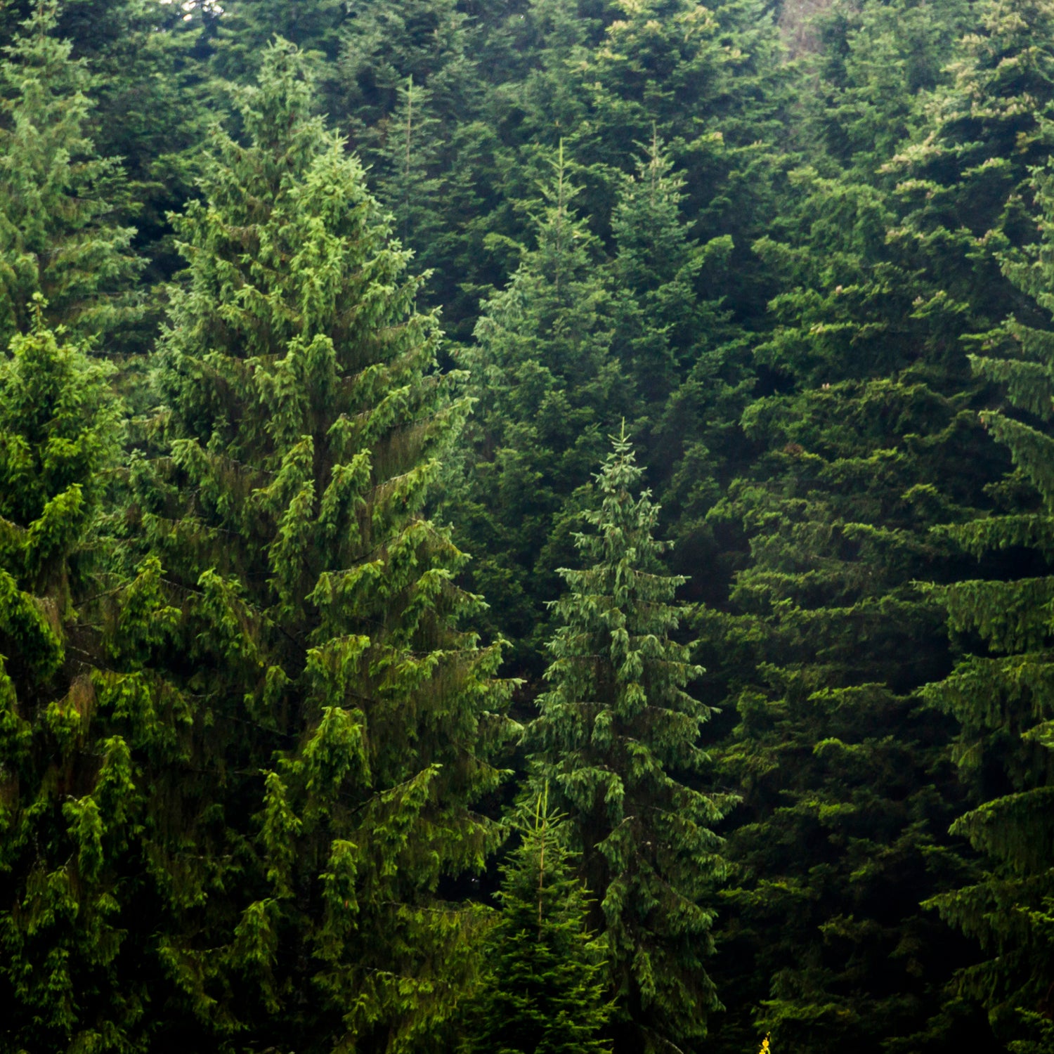 Mit den FUTURE STORIES Produkten kannst Du am Tag des Waldes Bäume pflanzen