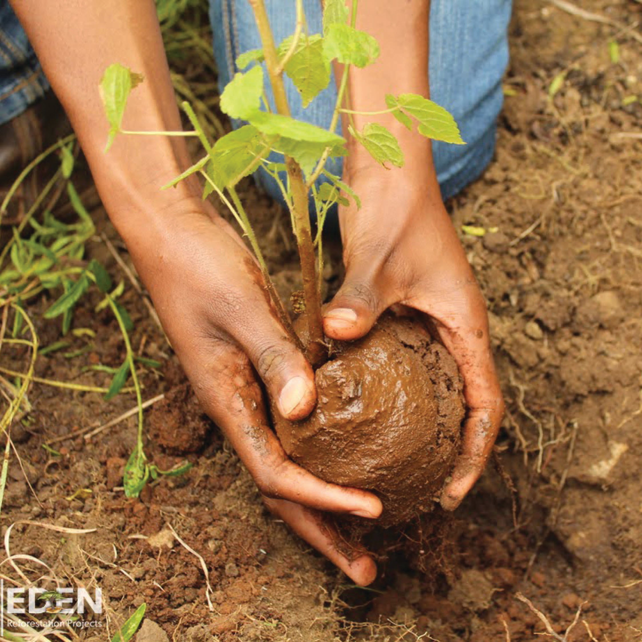 FUTURE STORIES pflanzt Bäume mit Eden Reforestation Projects